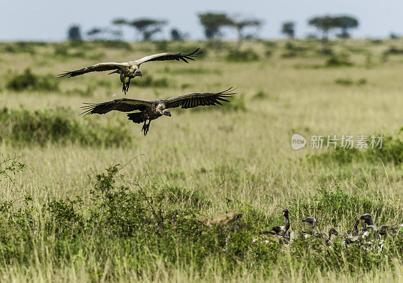 白背秃鹰(Gyps africanus)是一种东半球鹰科秃鹰。肯尼亚马赛马拉国家保护区。在腐肉上飞来飞去。吃掉并到达一具尸体。
